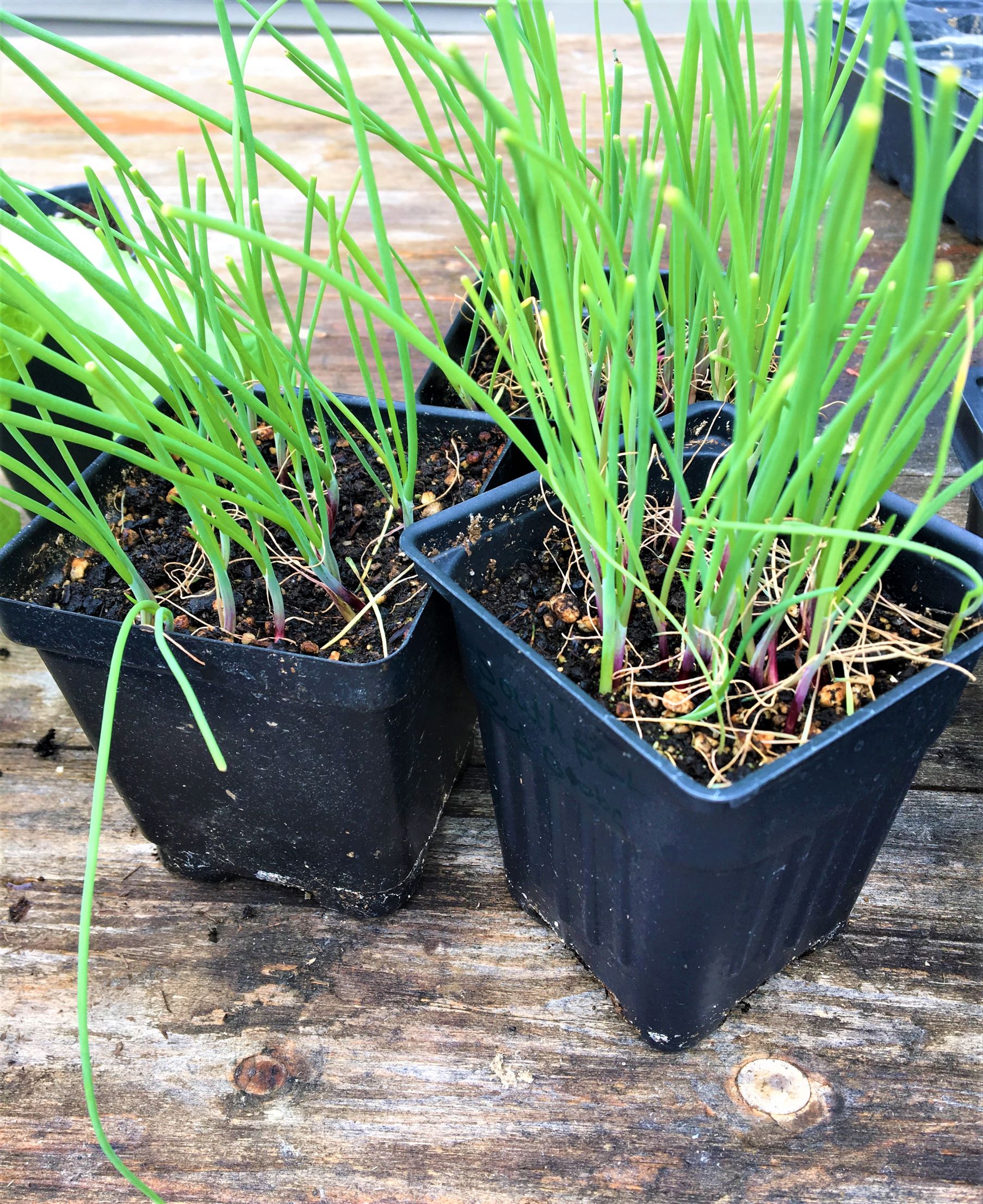 Starting Onions from Seed – Happy on the Homestead