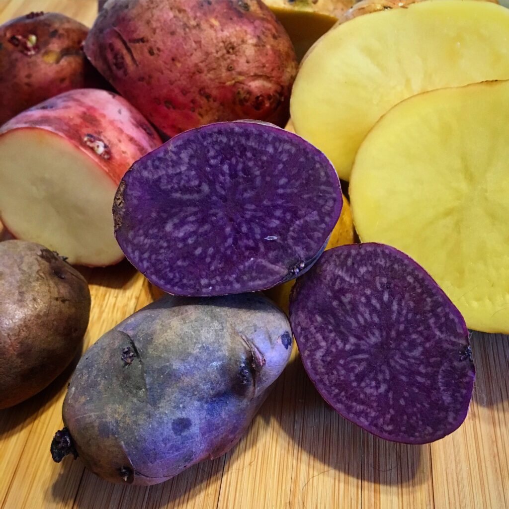 Red potatoes: varieties, growing & cooking - Plantura