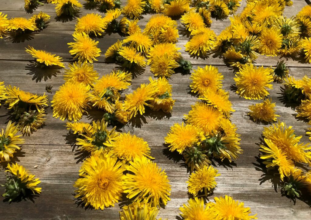 How to Preserve Dandelion Flowers for Decoration 