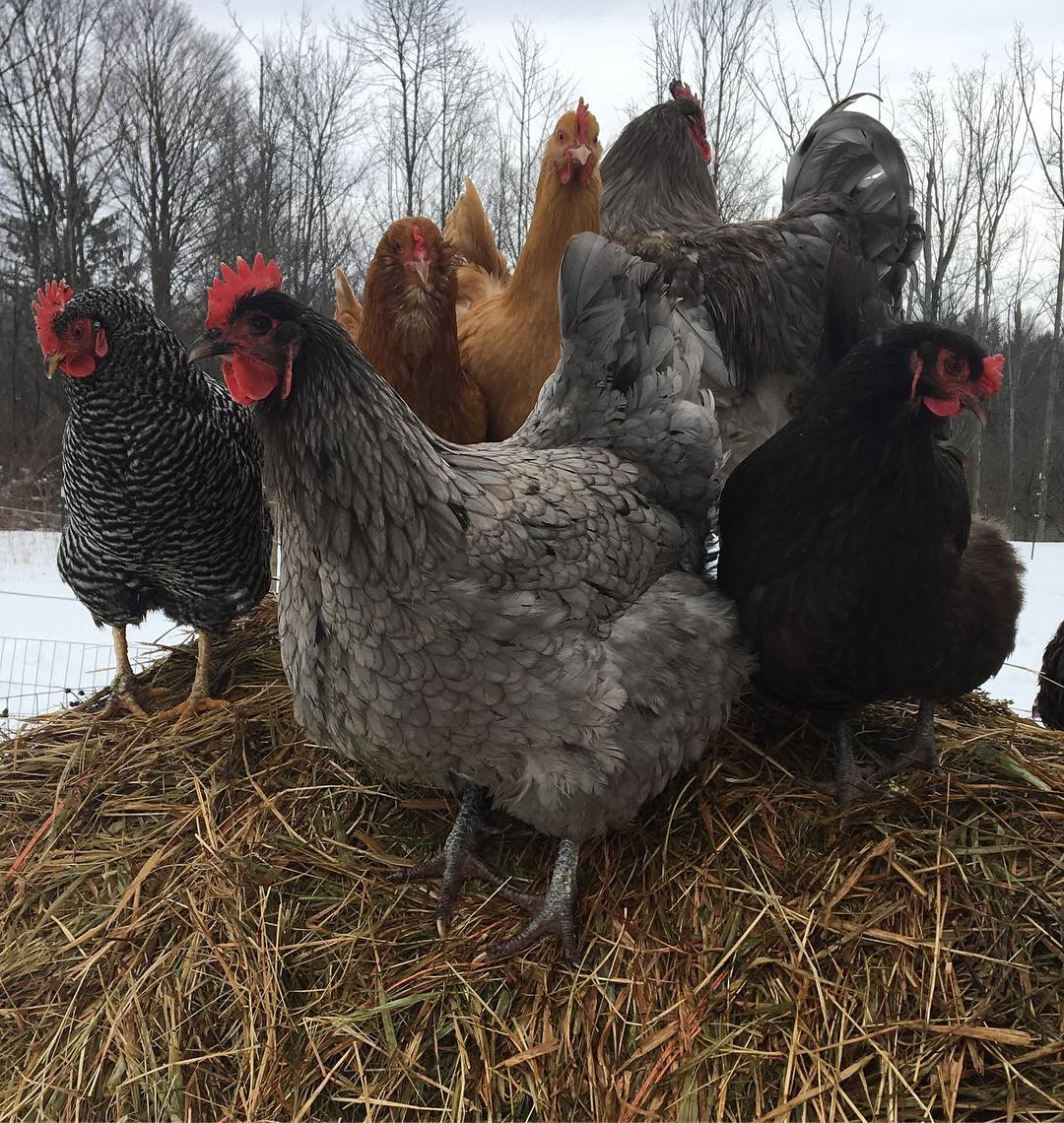 Winter and Your Backyard Chickens